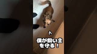 犬が飼い主の足元で寝る可愛すぎる理由がこちら。 #shorts