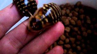 Adult female dubia roaches