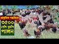 মুক্ত ভাবে প্রাকৃতিক পদ্ধতিতে 3500 দেশি মুরগি পালন | Desi murgi khamar | Desi murgi farm