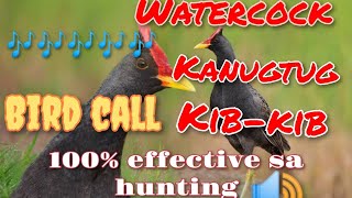 WATERCOCK KANUGTOG KIB-KIB CALL SOUNDS FOR HUNTING