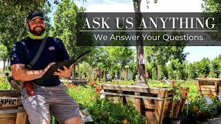 ASK US ANYTHING - Specimen \u0026 Mature Trees, Are Deciduous or Evergreen Trees Cleaner, \u0026 Tree Wrap?