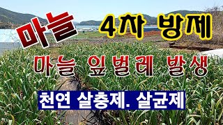 [텃밭농부.988]  마늘에 잎벌레 발생 4차 방제 #마늘재배