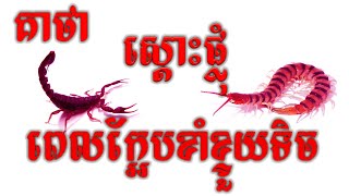 កំពូលគាថាស្ដោះផ្លុំពេលក្អែបខាំរឺខ្ទួយទិច