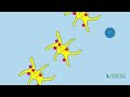 stem cell treatments for lung cancer in 2023 lung immunotherapy