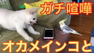 【喧嘩】チワワのくーちゃん激おこ！オカメインコのきなことガチ喧嘩中のハプニング！