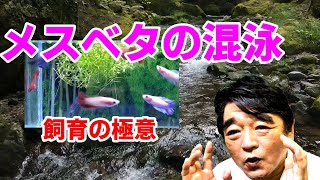 【飼育の極意】メスベタの混泳水槽