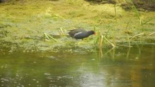 Moorhen nest building 2