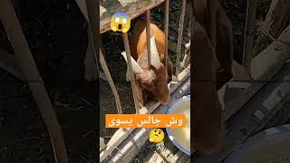 وش جالس يسوى #ماذا #shortvideo #foryou #freefire #funny #subscribe #arabic