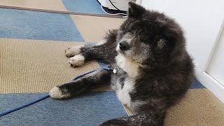 秋田犬会館配信！