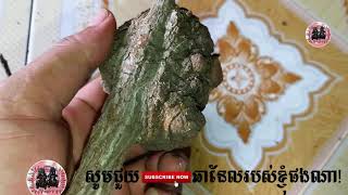 បញ្ញើក្អែកដែលរាងដូចបញ្ញើក្អែកអំពិលជូរ - Khmermagic Top