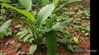 ഒർജിനൽ കുവ്വപൊടി ഉണ്ടാകുന്നതെങ്ങനെ #homemade arrowroot powder