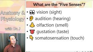 PHYL 141 | Nervous System | General Senses