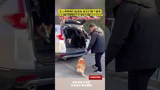 主人带狗狗们出去玩，给它们挨个装车，大黄狗：凭什么它俩是提上去的，而我是推屁股 #cuteanimal #pets#寵物