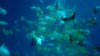 台灣屏東海洋生物博物館大洋池餵食秀