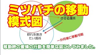 ミツバチ飼育97  ミツバチ捕獲後のメントール処方の重要性