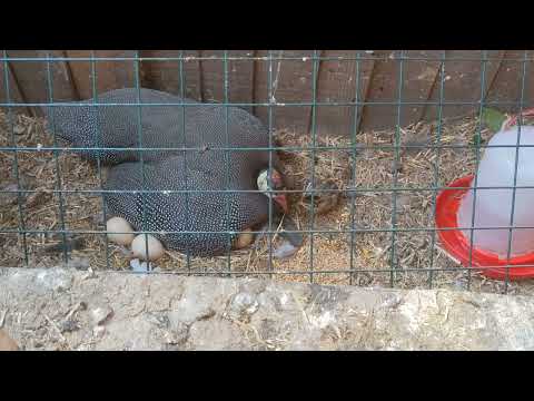 Do Guineas lay on their eggs?