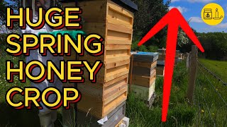 Massive hives full of honey