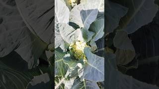 Cauliflower 🥦 plant / planting on terrace/#terrecegarden #organicfarming #cauliflower