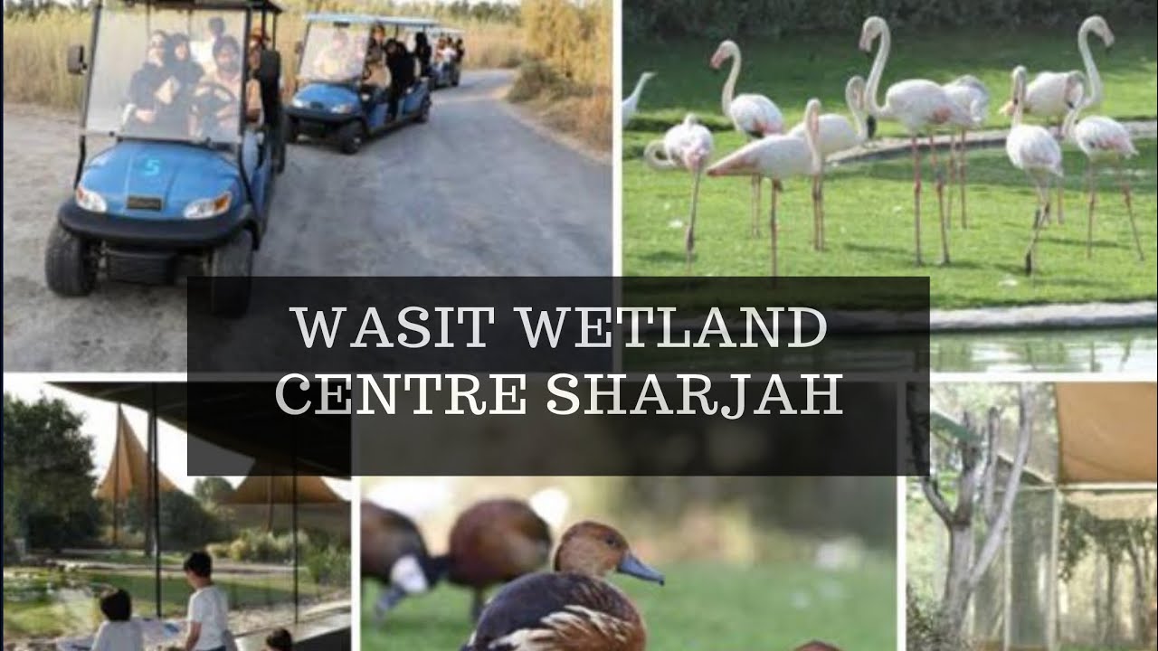 WASIT WETLAND CENTRE SHARJAH AJMAN BORDER/HANGOUT PLACES IN UAE/MUST ...