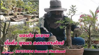 Bonsai บอนไซมะขาม พุดผา ไม้สะสมลงกระถางใหม่🙏💖💖