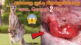 கங்காரு பிறக்கும்போது எடை 2 கிராம் 😮 | Birth Of Baby Kangaroo | சுவாரஸ்ய தகவல்கள் | SHR Televison