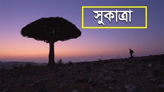 পৃথিবীর বুকে ভিনদেশী দ্বীপ সুকাত্রা | The Alien Beauty Of Socotra Island