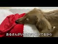 先に完食し暇すぎて拗ねてしまった子犬www