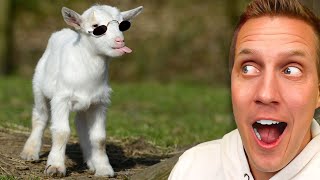 Worlds Funniest Farm Animals