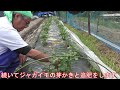 【家庭菜園】「№105」スナップエンドウ定植とジャガイモの芽かきと追肥