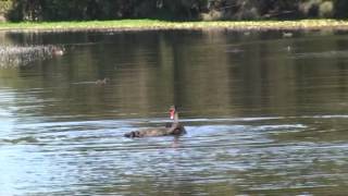 Swans courting