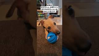 #イタリアングレーハウンド #イタグレ #イタグレパピー #イタグレなな #イタグレななちゃん #犬 #ペット #癒し動画