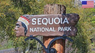 The Giant Forest | Sequoia National Park | World’s largest tree | The General Sherman