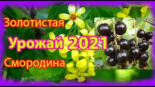 Золотистая Смородина  УРОЖАЙ 2021 ! Сравнение сортовой и дикой ягоды