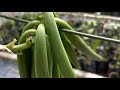 MY Kebun Vanilla Farm at Kinarut, Borneo Malaysia 马来西亚，沙巴， 北婆罗州京那律的香草园