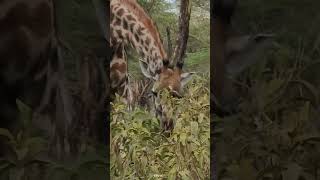 African Jungle: National Geographic's Wild Animals Documentary with Relaxing Music for Stress Relief
