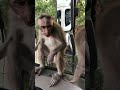 cute monkey