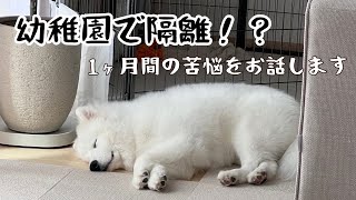 【サモエド】~生後7ヶ月~ドックラン禁止！お散歩中の挨拶禁止！正しいトレーニングって何？｜犬の幼稚園｜犬の社会化期🐕