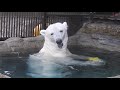 【しろくまピース】徐々にハイテンションになっていくプール遊び。とべ動物園にて。