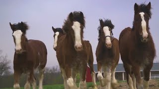 Budweiser Clydesdales back for Super Bowl ad after 10 years