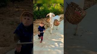 monkey and goat friendship #funny #viral #ytshorts #shorts