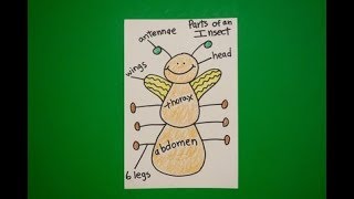 Let's Draw the Parts of an Insect!
