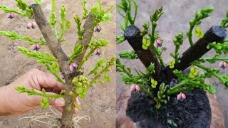 用芦荟激素繁殖芒果树新技术并矮化植株，提早开花结果的方法