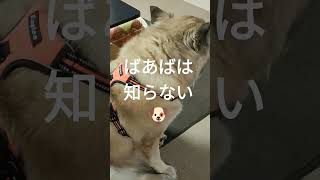 ハーネス着けてドヤ顔する犬のムーちゃん　〜ばあばどこ？〜