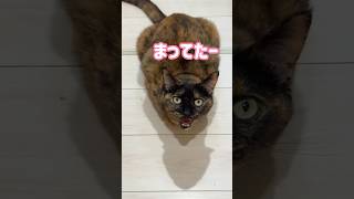 家事終わりをずっと待ってたサビ猫が可愛すぎる！ #shorts