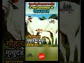 गौहत्या पर मृत्युदंड का कानून बनाया 😱😱 facts historyfacts cow