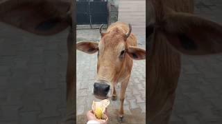 प्यारी बछिया #cow #ytshorts #gaumata #youtubeshorts #trendingshorts #calf #shorts #cristianoronaldo