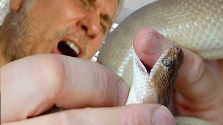 SNAKE BITE!! THIS ONE HURTS!! | BRIAN BARCZYK