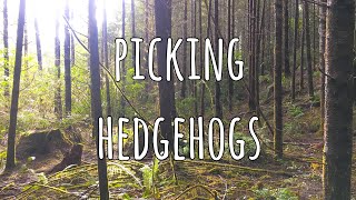 Foraging Hedgehog Mushrooms