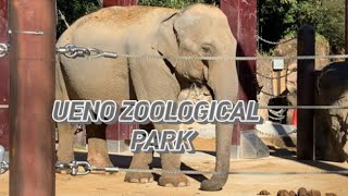 UENO ZOOLOGICAL PARK LET’S TAKE A LOOK INSIDE