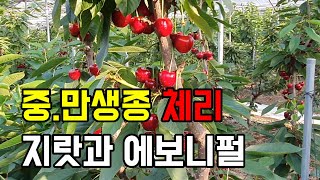 중.만생종 체리( 지랏900, 에보니펄) 특징과 만생종 체리에 대한 개인적 견해